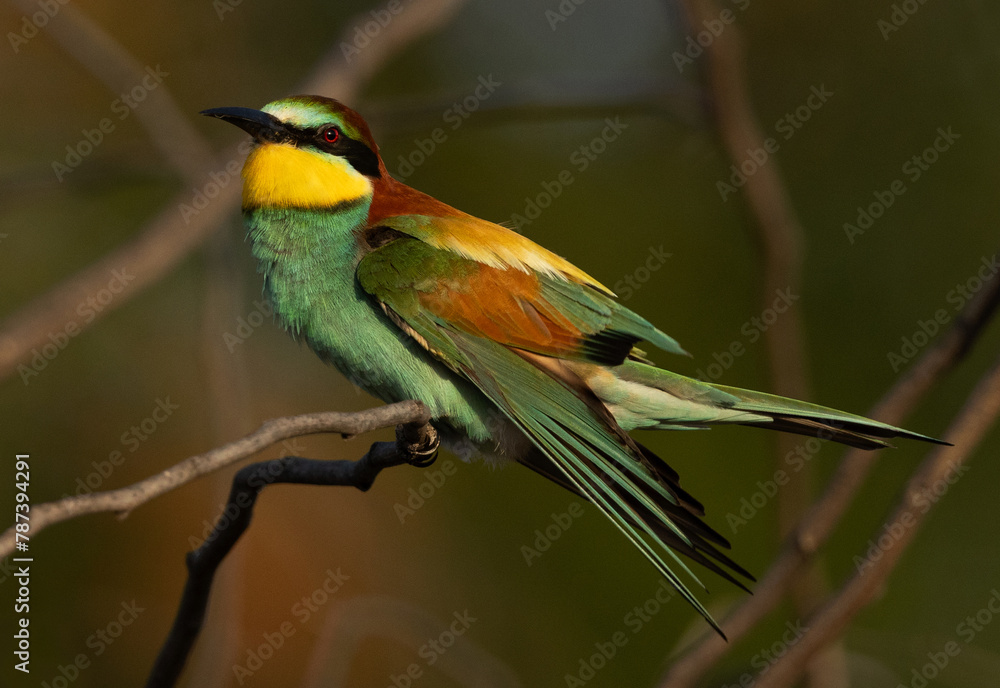 Portrait of a European bee-eater perched on a tree, Bahrain Portrait of a European bee-eater perched on a tree, Bahrain