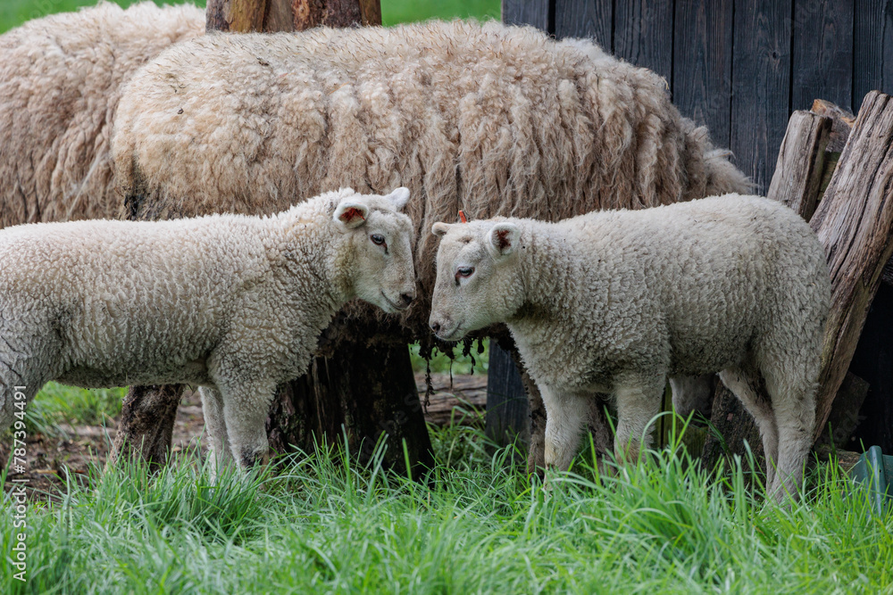 Schafe im Münsterland zur Frühlingszeit Schafe im Münsterland zur Frühlingszeit