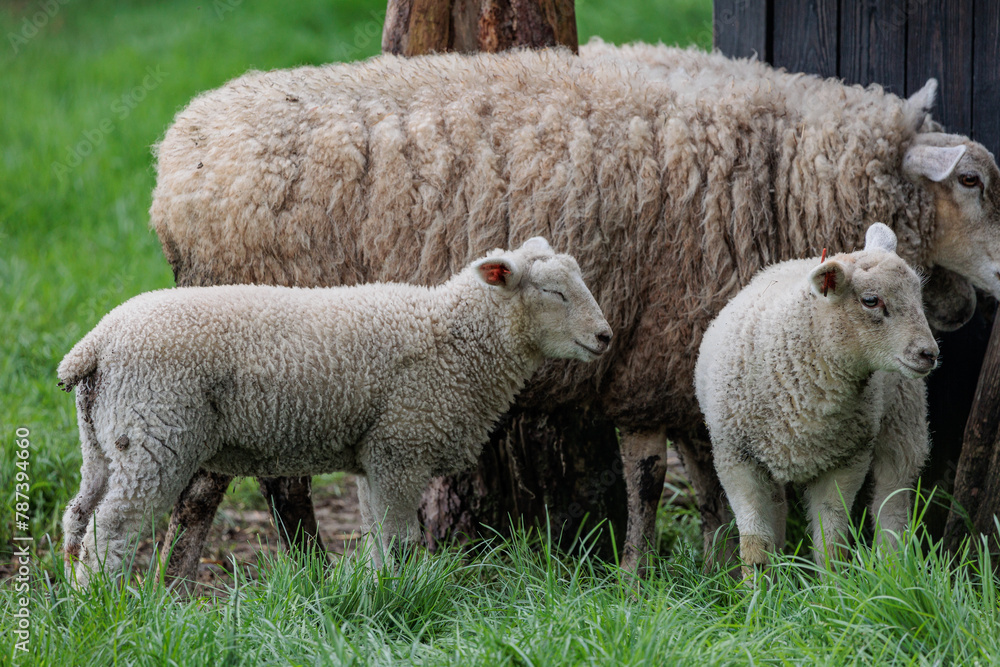 Schafe im Münsterland zur Frühlingszeit Schafe im Münsterland zur Frühlingszeit