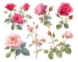 A detailed study of rose varieties, showcasing thorns and petals in soft reds and pinks, vivid watercolor, white background