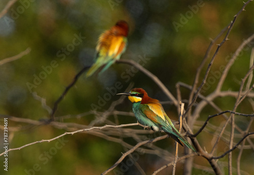 Selective focus on front European bee-eater perched on a tree, Bahrain