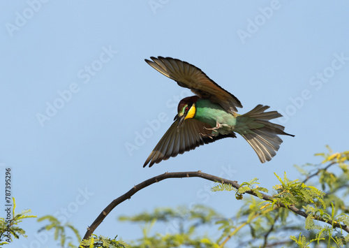 European bee-eater landing on a acacia tree, Bahrain