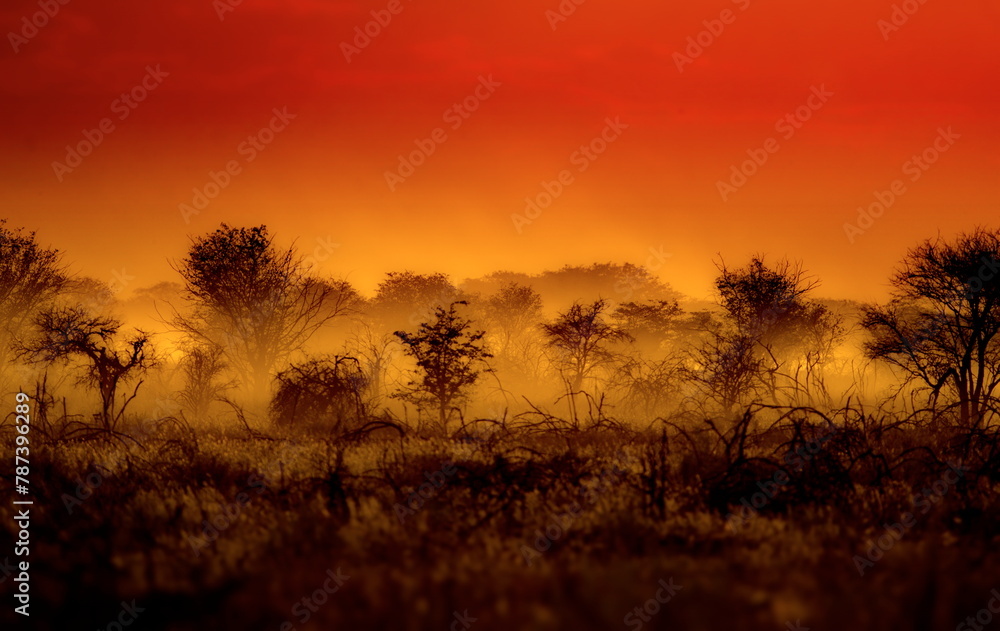Beautiful shot of a forest in a fog during the day in Namibia