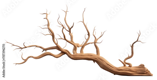 PNG Tree driftwood plant white background.