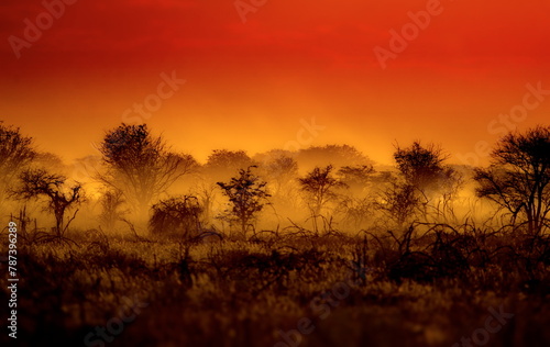 Beautiful shot of a forest in a fog during the day in Namibia