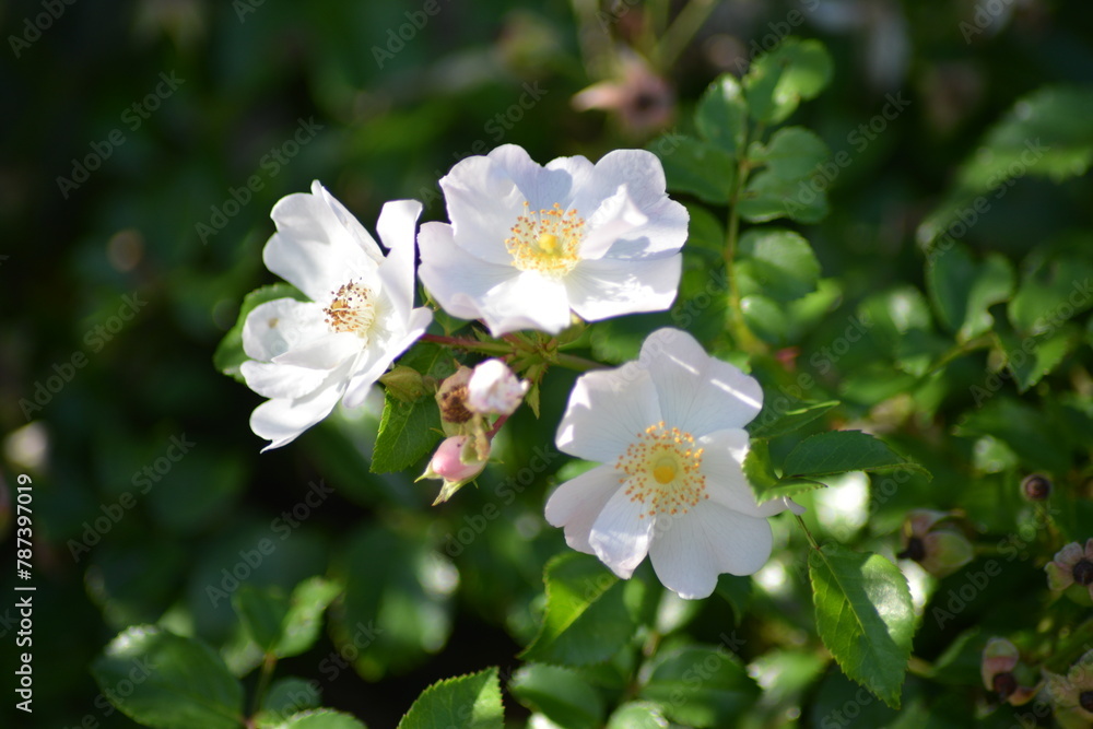 Reine Schönheit: Weiße Blüten im Sonnenlicht Reine Schönheit: Weiße Blüten im Sonnenlicht