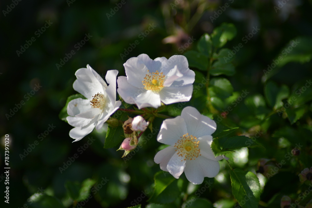 Blühende Blumen Blühende Blumen