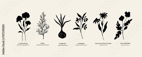 Flat vector essential oil plants. Sketch garlic, carnation, black-eyed susan, celandine, dill, comfrey