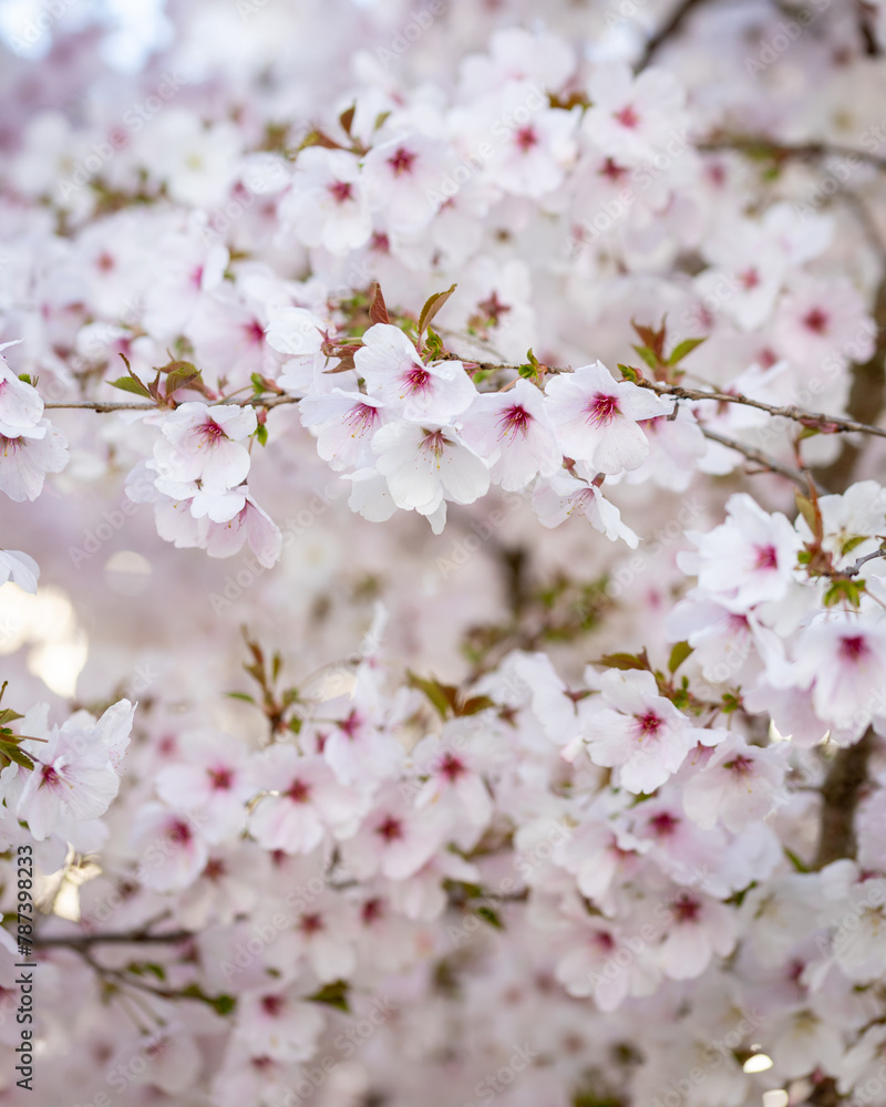 Small tree full of cherry blossoms in springtime blooming for a short time. After rain the  petite blossom are mostly gone