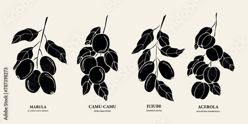 Flat vector marula, camu-camu, jujube, acerola illustration