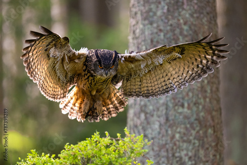 Eurasian Eagle-owl in Bohemian-Moravian Highlands. Staring at you.