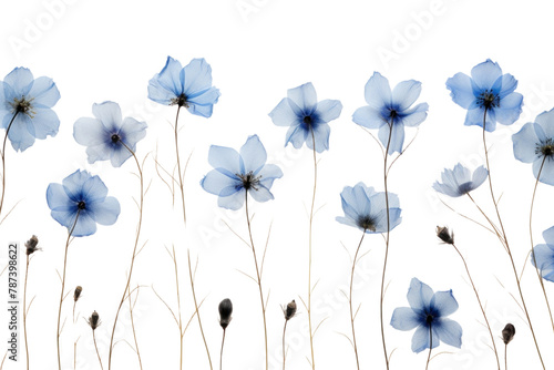 PNG Real pressed blue flowers outdoors nature petal.