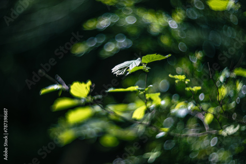 Green leaves, shallow depth of field, and  blur bokeh effect with vintage lens