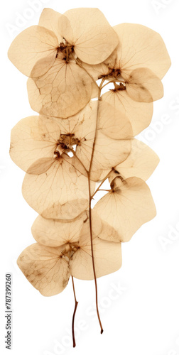 PNG Real pressed hydrangea flower plant leaf