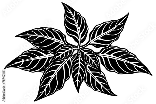 Balsam vector illustration white background