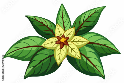 Balsam vector illustration white background
