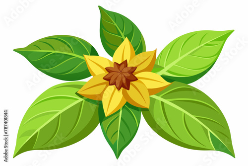 Balsam vector illustration white background