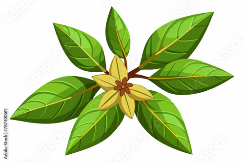 Balsam vector illustration white background
