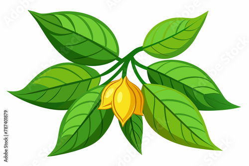 Balsam vector illustration white background