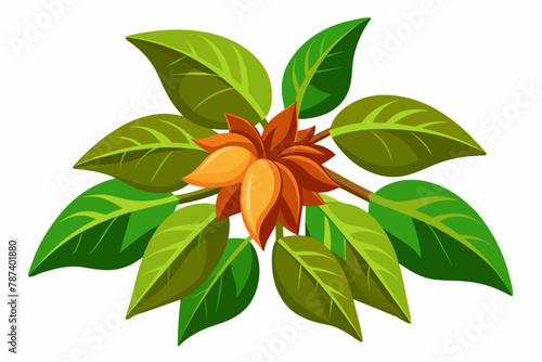 Balsam vector illustration white background
