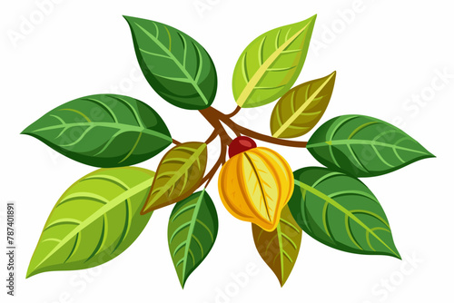 Balsam vector illustration white background