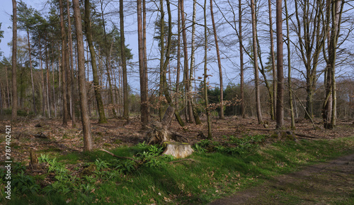 Natur Forst Wald in Marbach braucht Erholung 