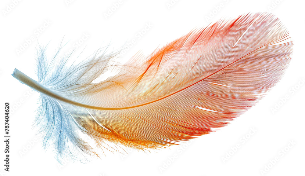 Vibrant red and blue parrot feather isolated on transparent background Vibrant red and blue parrot feather isolated on transparent background