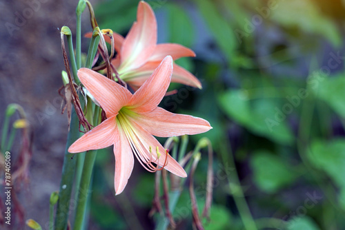 Orange Amaryllis flowers. Asian people believe that if they can be planted to flower simultaneously in all four or four directions, it will result in the grower having good fortune. photo