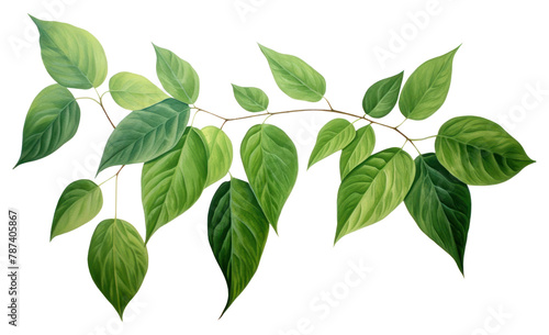 PNG Green leaves green plant herbs