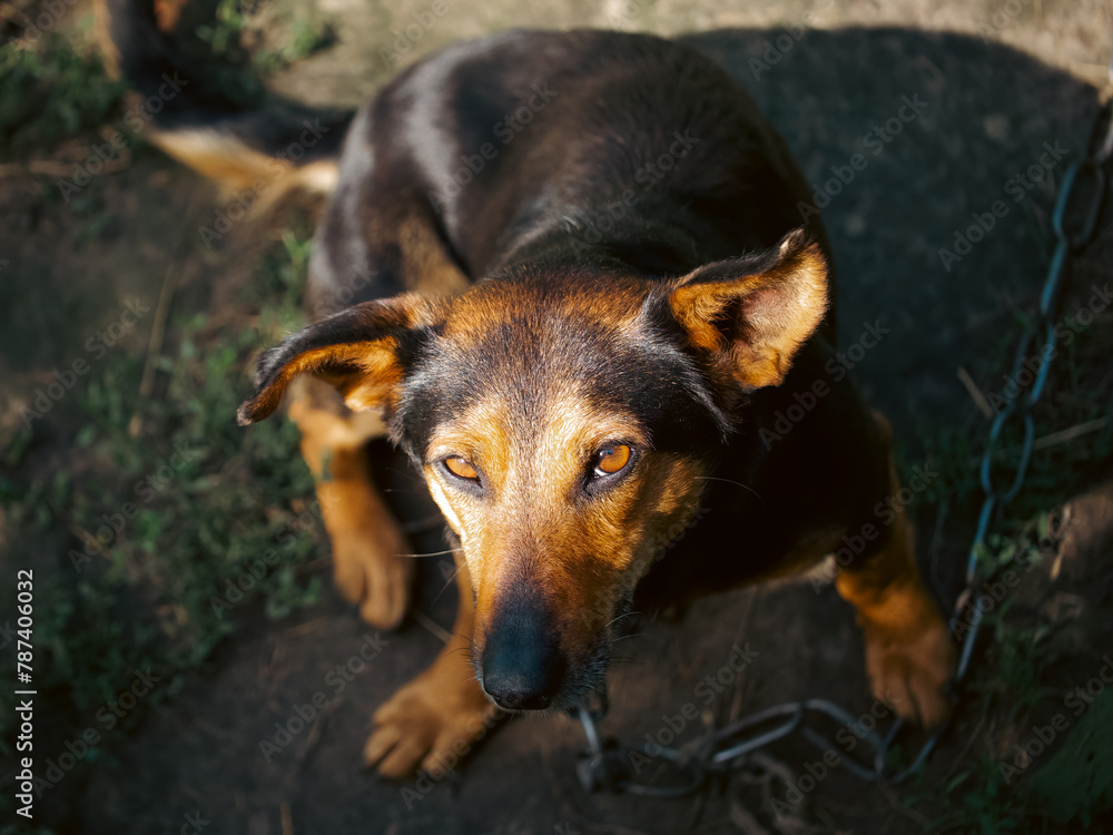 Sunlight highlights a dog with a glossy coat and alert expression, sitting amidst greenery. Sunlight highlights a dog with a glossy coat and alert expression, sitting amidst greenery.