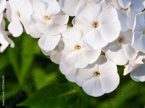 Fototapeta Naklejka Na Ścianę i Meble -  White blossoms flourish amidst green leaves, capturing nature’s elegance; perfect for backgrounds in wellness and beauty sectors due to its calming effect.