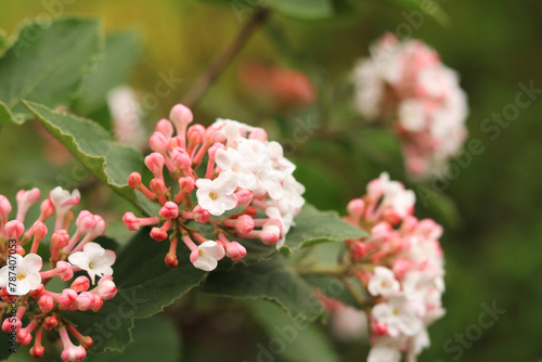 Viburnum carlesii. Viburnum bush with small pink and white flowers. Snowball viburnum flowers, close-up with selective focus. Korean spicy viburnum photo