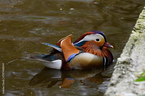 Wallpaper Mural Mandarinente,  Aix galericulata Torontodigital.ca