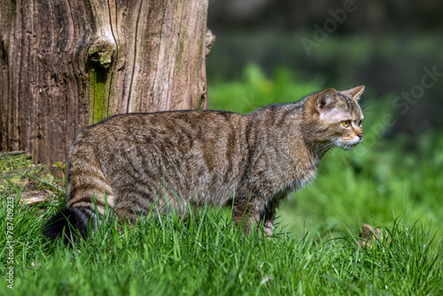 European wild cat (Felis silvestris silvestris) hunting in meadow at fringe of forest