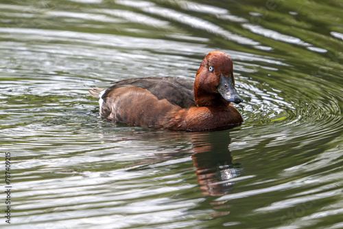 Ferruginous duck or ferruginous pochard or common white-eye or white-eyed pochard (Aythya nyroca) male swimming in pond