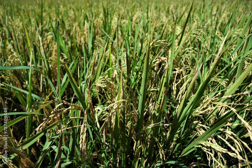 Rice field in countryside of Indonesia Rice field in countryside of Indonesia