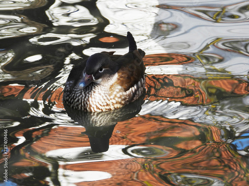 Enten, Brautente,  Aix sponsa photo