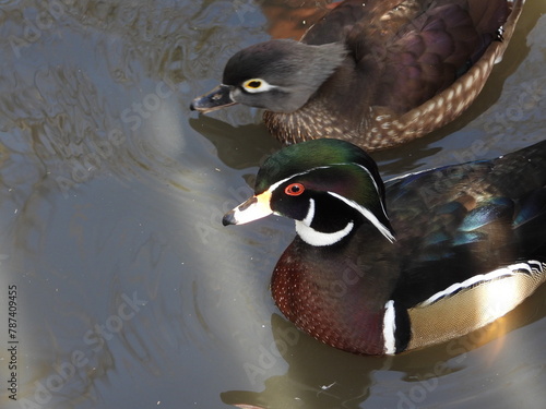 Enten, Brautente,  Aix sponsa photo