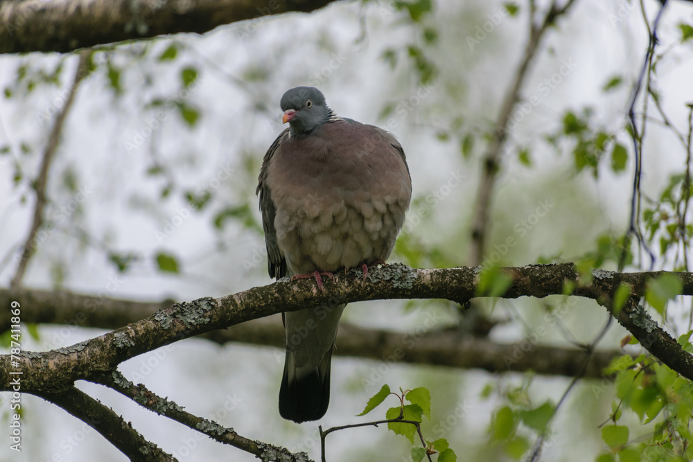 pigeon on a birch pigeon on a birch