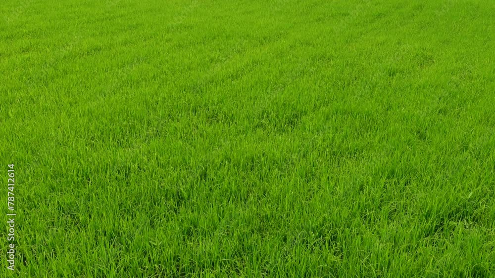 Scenery of small beautiful green paddy fields. Close-up views of green plants and sky. Scenery of small beautiful green paddy fields. Close-up views of green plants and sky.