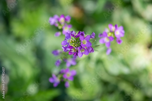 Above view of small purple cuckoo flower. Shallow depth of field.