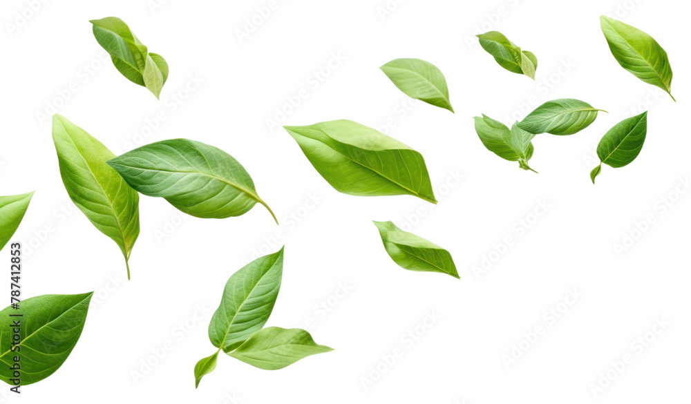 PNG Green backgrounds plant leaf. 