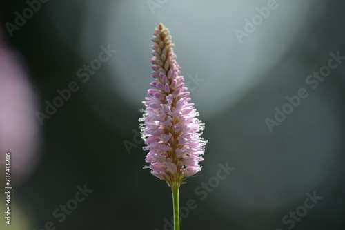 Spitzwegerich-Blüte-Natürliche Textur