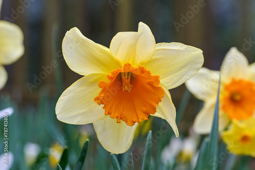 daffodil, white, yellow with orange heart