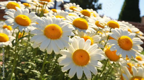 A field of white and yellow daisies.  
