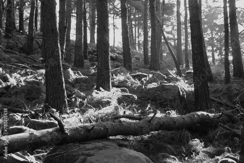 Dark rocky forest with fallen trees. Nature of Ireland, photo