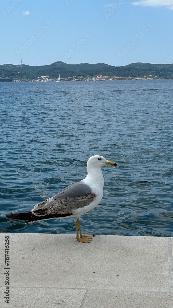 seagull on the beach