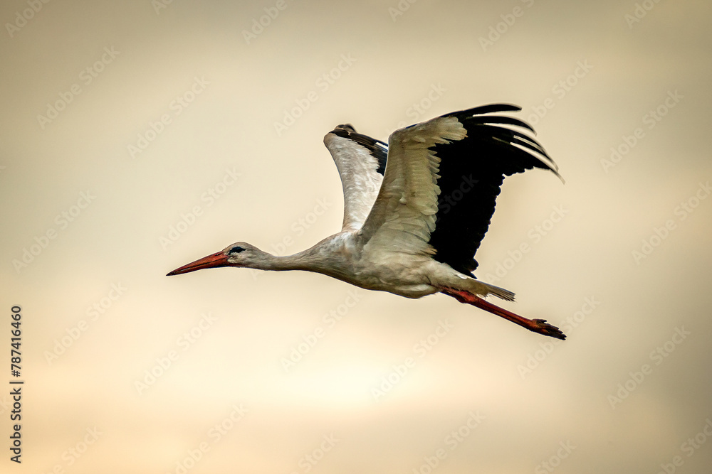 Obraz premium Bocian w locie 