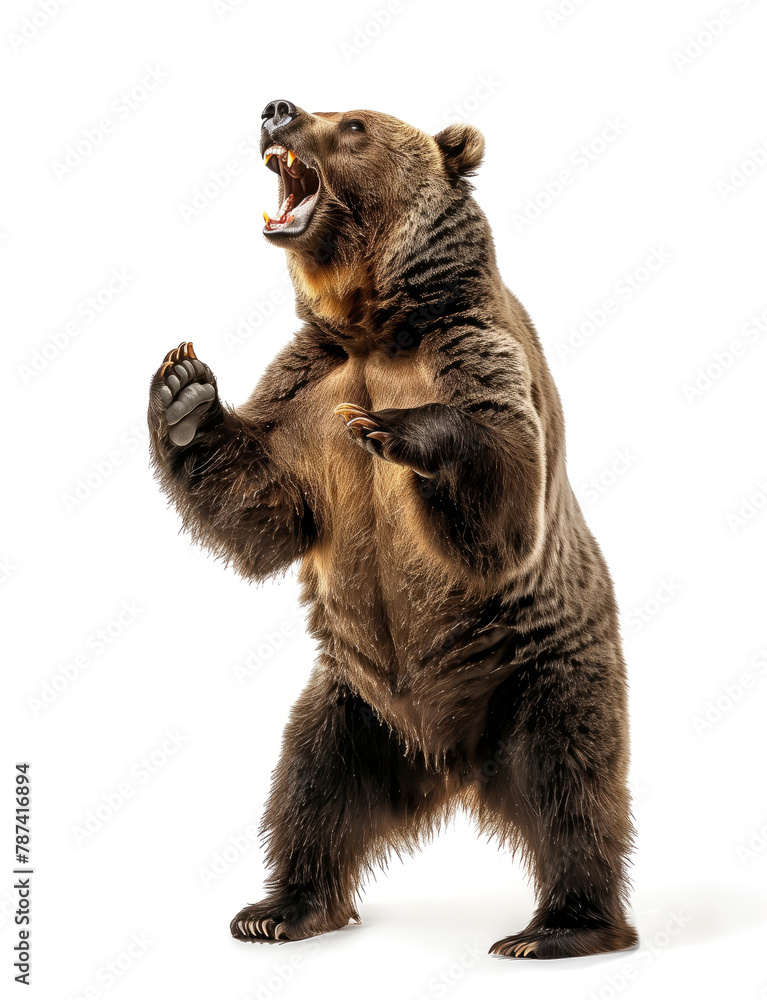 Fototapeta premium Brown bear roaring on two legs, isolated on white