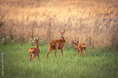 Fototapeta Naklejka Na Ścianę i Meble -  Sarny na łące rodzina 